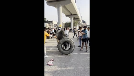 Rescue of bull trapped in tire in Faridabad, India