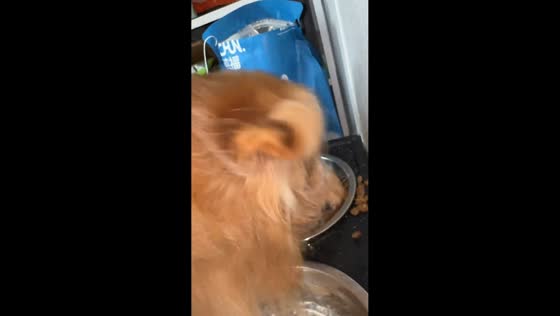 Golden retriever eagerly devours Chunfu dog food in Henan, China