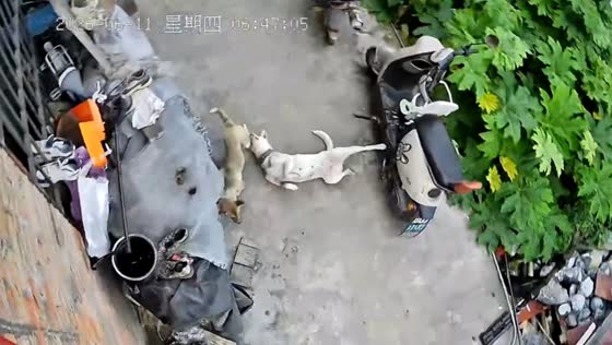 Playful dogs accidentally knock over parked e-scooter in Guizhou, China