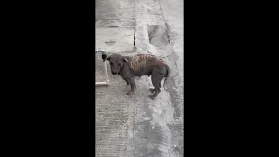 Stray dog 'ZomZom' rescued after years on the streets in Cavite