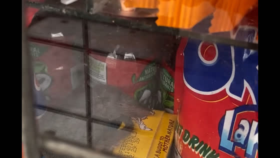 Rat spotted quietly hiding near window inside store during the flood
