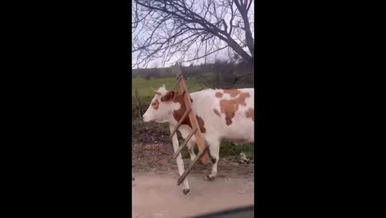 Cow walks roadside with ladder stuck on head in Makhachkala, Russia