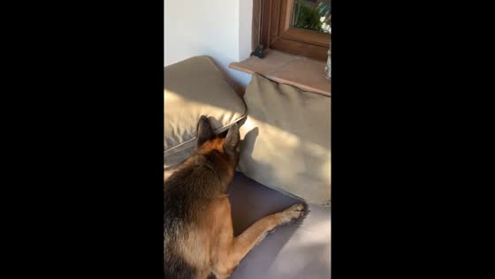 Sofa hide-and-seek: dog vs. cat showdown!
