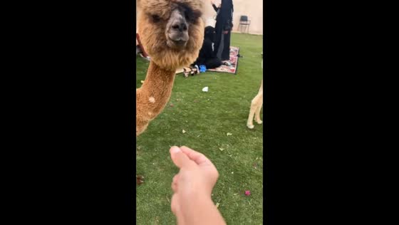 Alpaca spits after being called in Saudi Arabia