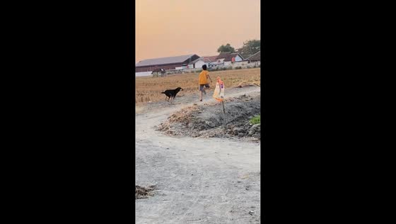 Playful dog hilariously chases children along road in Tegal, Indonesia