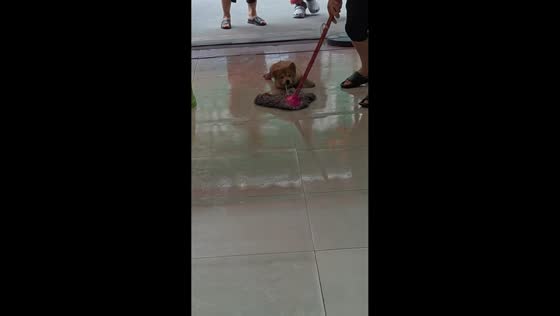 Playful puppy clings to mop during cleaning in Guangdong, China