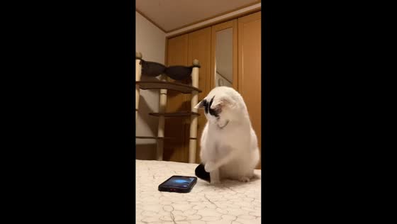 The camera attack of a cat in Kanagawa, Japan