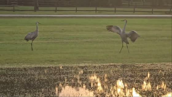 Sandhill cranes dancing in muddy puddles in De Leon Springs, Florida, USA
