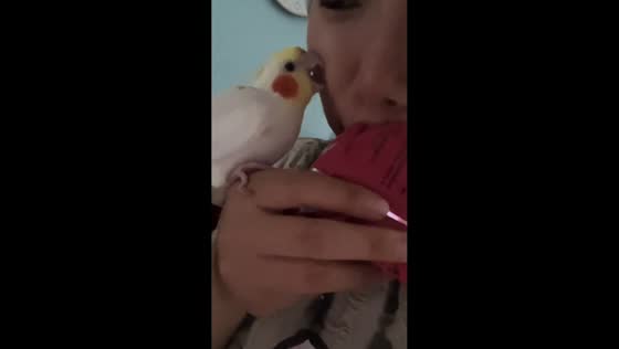 Cockatiel nips owner's face after being denied snack in Hebei, China