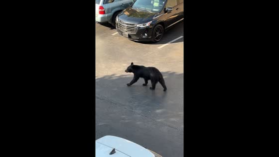Black bear spotted in Gatlinburg parking lot