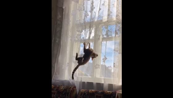 A playful cat was hanging from the curtains and stuck her claws
