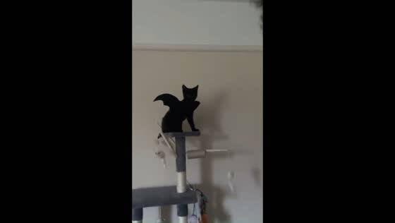 Cat wearing bat wings costume loses balance and falls backward off her cat tree in Shenley, UK