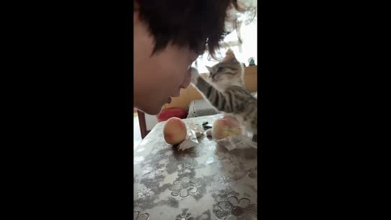 Kitten playfully attacks owner while clinging to peach in Shanxi, China