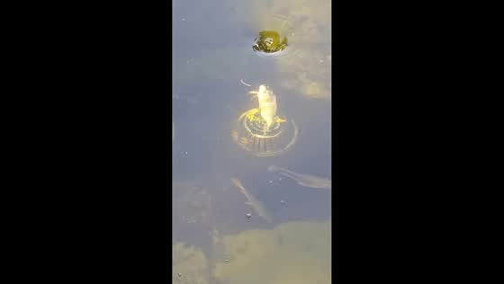 Fish spins in pond filter in Guangdong, China