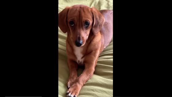 Ryzhulya the dog asserts bed domination with a heart-melting glance