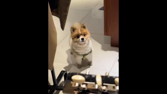 Two dogs bark along as owner plays guitar in Quezon City, Philippines