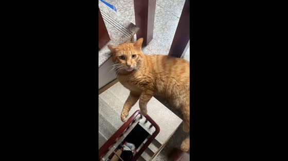 Tabby cat nearly falls while lounging on stairs in Zhejiang, China