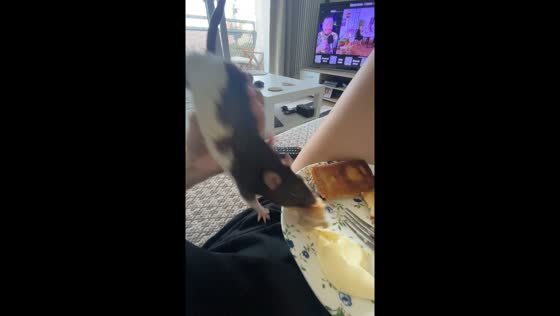 Persistent rat snatches food from plate in Chemnitz