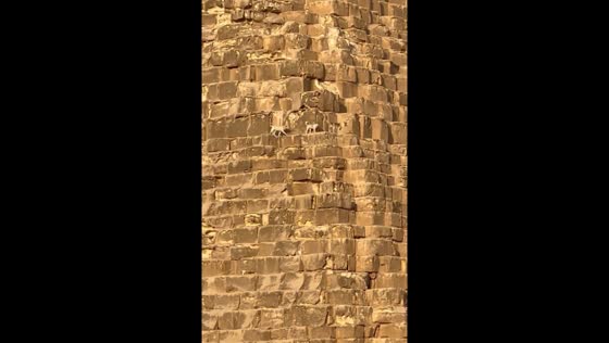  Three dogs walk on Giza Pyramid