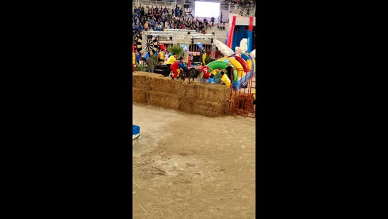 Bull charges during toro-piscine event as participants struggle to control it in Lunel, France
