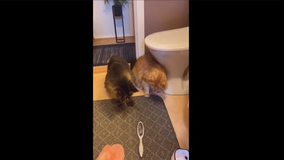 Curious cats and the mysterious foot scrubber: a tale of fear and fascination