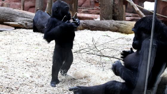 Baby gorillas drum chests during playful moment in Prague, Czech Republic