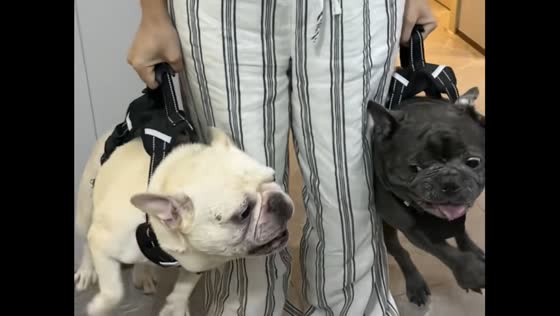 Playful dogs kept apart by owner in Zhejiang, China