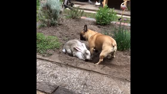 French Bulldog and rabbit share playful moment in Netherlands