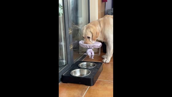 Labrador drinks water and wipes face using cloth setup in Anhui, China