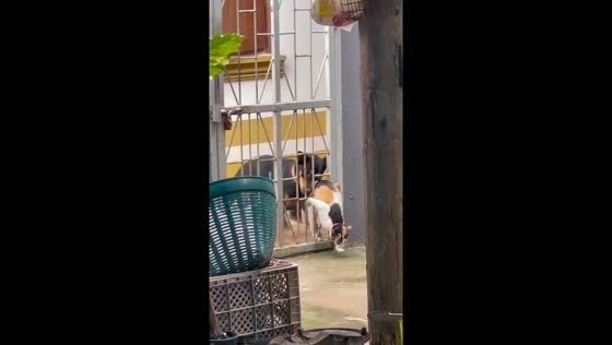 Comedic escape: Black the dog's persistent playtime fails with Toong Ngern the cat 