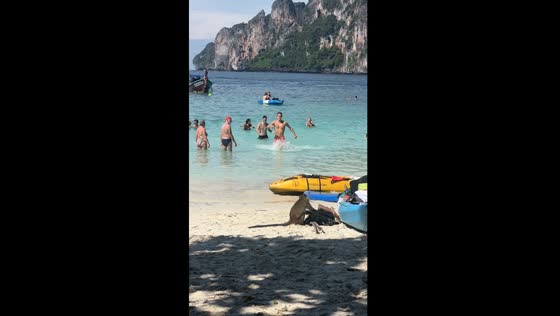 Monkey business at Phi Phi Islands: brazen beach theft caught on camera