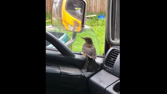Bird stuck in vehicle despite open window in Melbourne
