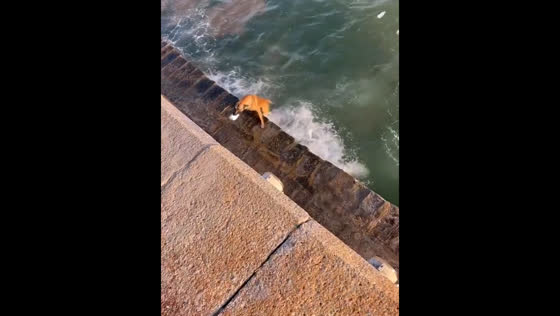 Dog dives into water to clean up trash