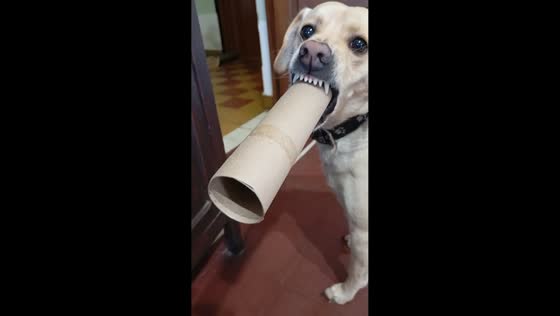 Dog playfully growls with cardboard tube toy in Córdoba, Argentina