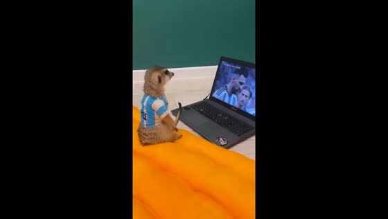 Meerkat Messi fan cheers on Argentina's World Cup win