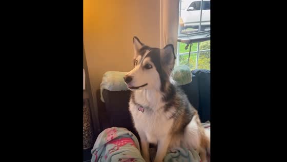 Dog captivated by bear hunting show on TV