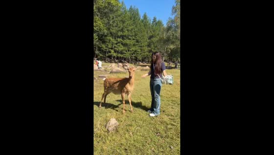 Sika deer suddenly stand upright and fight while being fed in Heilongjiang, China
