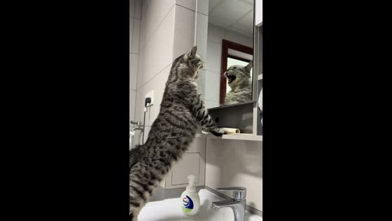 Cat meows at its mirror reflection in Shandong, China