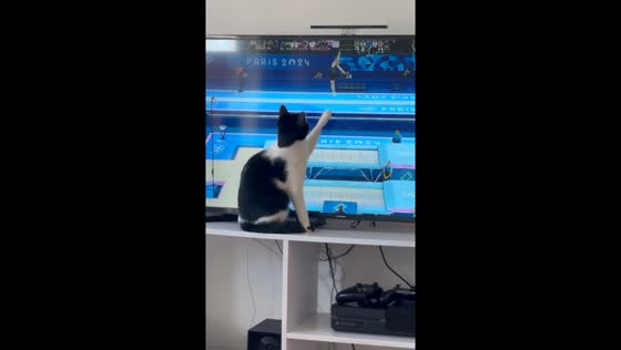Cat watches trampolining during Paris Olympics 2024