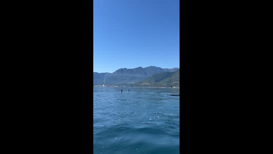 Orcas surround watercraft  in Howe Sound, Squamish