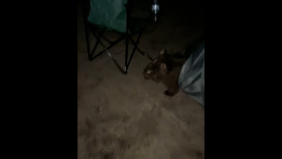 Camper attempts to evict wombat from tent in national park