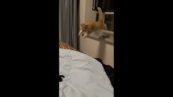 Cat misses jump and falls off bed in Liaoning, China