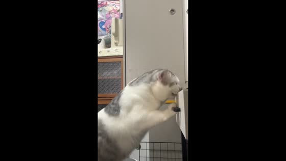 British Shorthair cat gets paw stuck in drawer in Guangdong, China