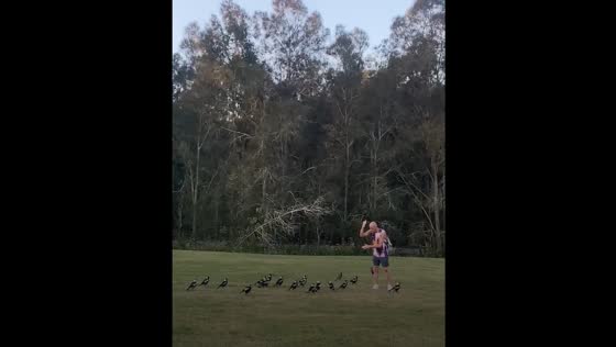 Person talks to birds in Gold Coast, Australia