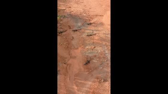 Alligators cross muddy path near lake in Novo Repartimento, Pará, Brazil