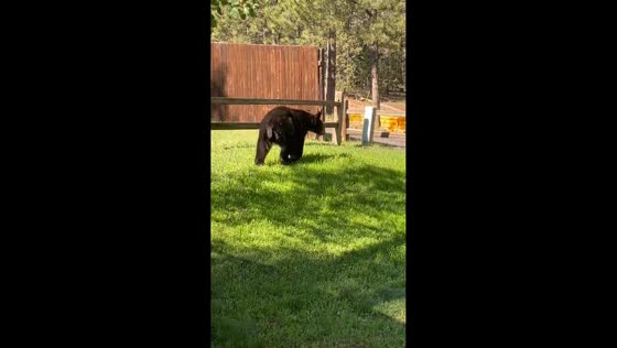 Bear caught strolling through yard in Colorado, USA