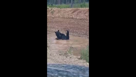 Joyful bear in Bashkiria: last days of summer bliss as puddle becomes spa
