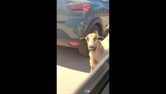Goat responds to greeting from driver in Pombia, Italy