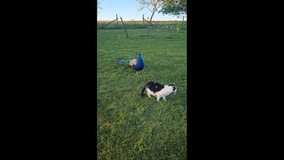 Peacock startles cat with loud call in Livré-la-Touche, France