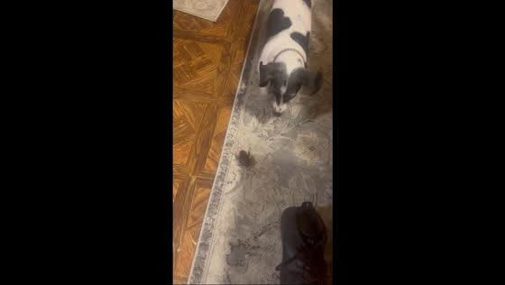 Dog playfully barks and chases toy cockroach in  in Spurger, Texas, USA